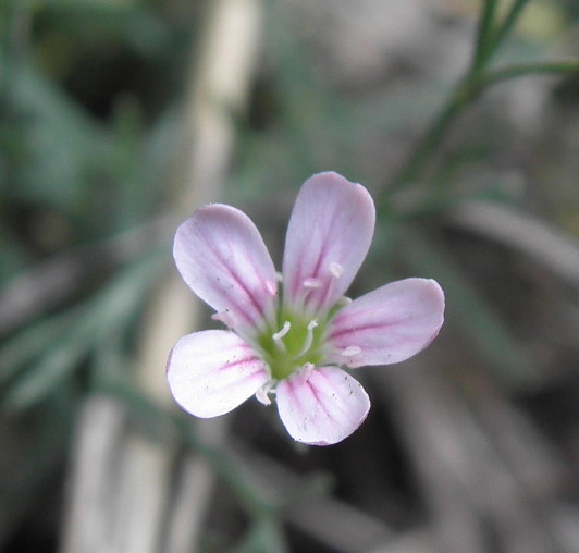 Gypsophila? No, Petrorhagia saxifraga (Caryophyllaceae)